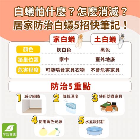 白蟻|白蟻怕什麼？防治消滅方法整理包：防堵白蟻入侵5點。